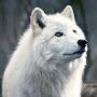 @wolflover306