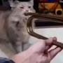 @Ballin_Cat4