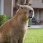 @Capybara3761