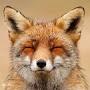 @mr.firefox9275