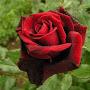 @florans-r8p