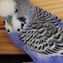 @muhabbetkusuminnos3459
