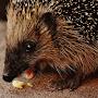 @hedgehog6912