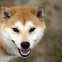 @shiba_inu_mom