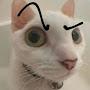 @GatoSus