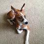 @somsanshuntingdogs4045