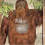 @RealGigantopithecus