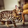 @user-ro7jg7bq5i