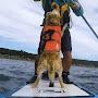 @paddleboarddog