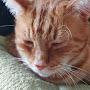 @gingerthecat4218