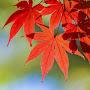 @BeautifulMaplesAndShrubs