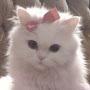 @Kitty_da_Cat