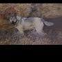 @Samthewolf1010