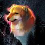 @samriddhasarmah1342