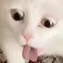 @What-the-meow-meow