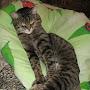 @КотУчёный-д6х