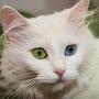 @whitecat5518