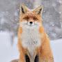 @Sacha_le_renard2239