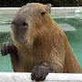 @CapybaraConnoisseur89