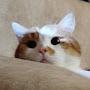 @Cat_552-lizok