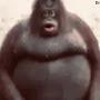 @obesemonkey8997