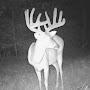 @Bottomlandtrailcams304