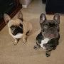 @frenchbulldogdad1003