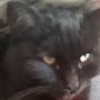 @КотприветТоп