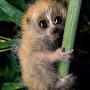 @tiggywinkle232