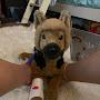 @nonservicedogs772