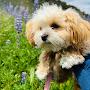 @Mango2025-puppy