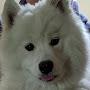 @littleevsamoyed7130