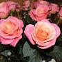 @ardiffley-zipkin9539