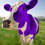 @thebigmoo