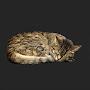 @Sleeping_Cat1