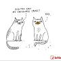 @thecatchannel852