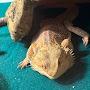 @FangandSpikethe2BeardedDragons