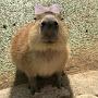 @capybara2336