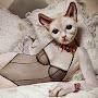 @CatofApocalypse