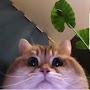 @The_Kit_Cat