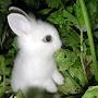 @w-rabbit