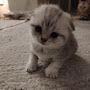 @АэлинаВасильева