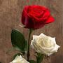 @yukseltasdemir1250