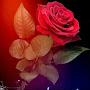 @anowerhossain9294
