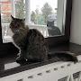 @Cat_Sonya_and_kitten_Dimka