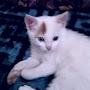 @hananeloudy4659