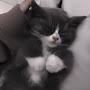 @Meowcatt4ever