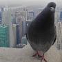 @nycejp