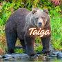 @Taiga-j9h