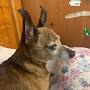 @Radar_Dog
